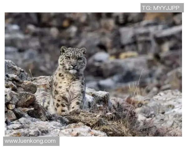 新疆雪豹迎战武汉卓尔力争在主场展现强劲实力与团队默契