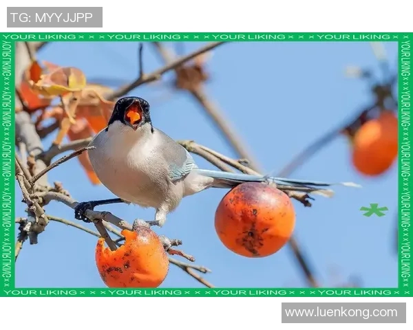 大阪钢吧与鸟类的奇妙对话探索自然与城市的和谐共生