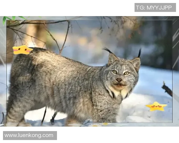 斯达与博德激战正酣谁能在这场对决中笑到最后